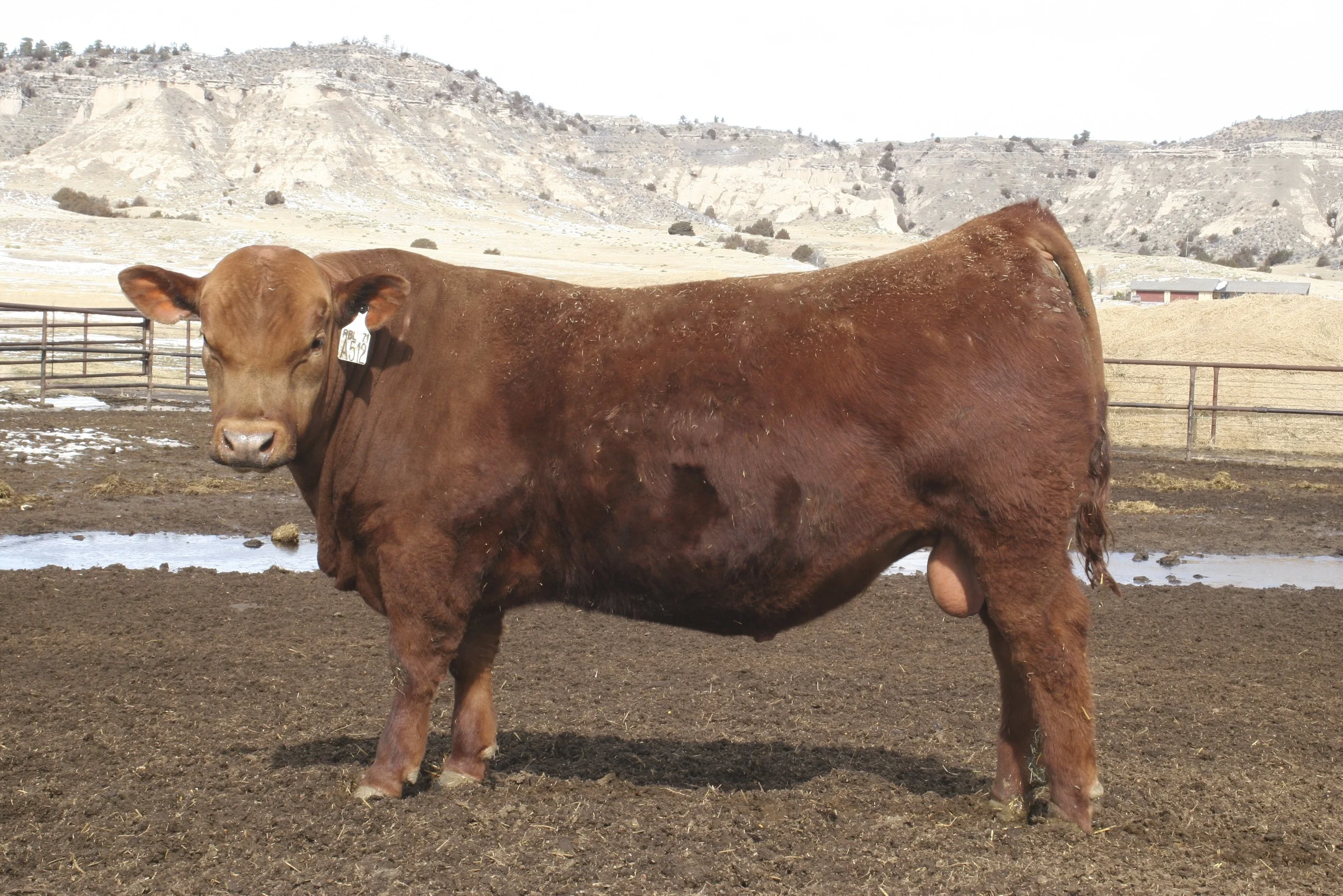 SCHULER REBEL 0029X — Schuler Red Angus